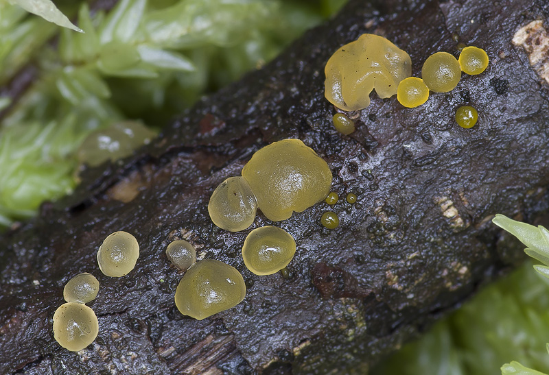 Dacrymyces minor